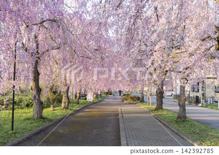 Weeping cherry blossoms of the daytime line Weeping cherry blossoms of the daytime line 142392785