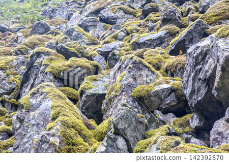 Rocky surface covered with green moss in Norway during daytime Rocky surface covered with green moss in Norway during daytime 142392870