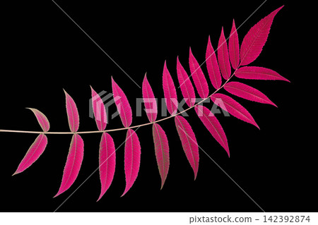 Bright pink leaves on a black background showcasing nature's colors Bright pink leaves on a black background showcasing nature's colors 142392874