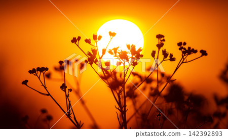 Sunset with flowers in silhouette against a bright orange sky Sunset with flowers in silhouette against a bright orange sky 142392893