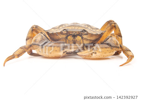 Crab on a white background with claws extended and body visible 142392927