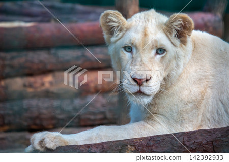 White lion resting near wooden logs in a zoo during daylight hours White lion resting near wooden logs in a zoo during daylight hours 142392933
