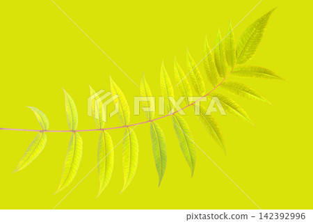 Green leaf on solid background showing fine details and structure of plant 142392996