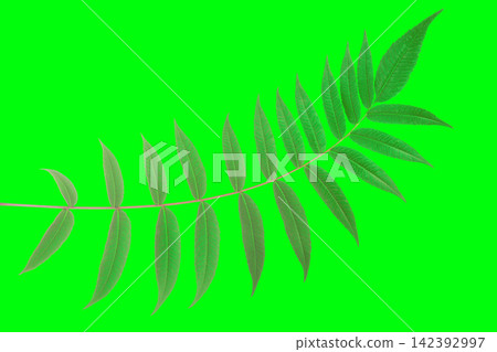 Fern leaf placed on a bright green background showing its long shape and thin leaves Fern leaf placed on a bright green background showing its long shape and thin leaves 142392997