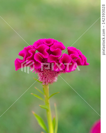 盛夏時節,雞冠花點綴著花壇。 盛夏時節,雞冠花點綴著花壇。 142393028