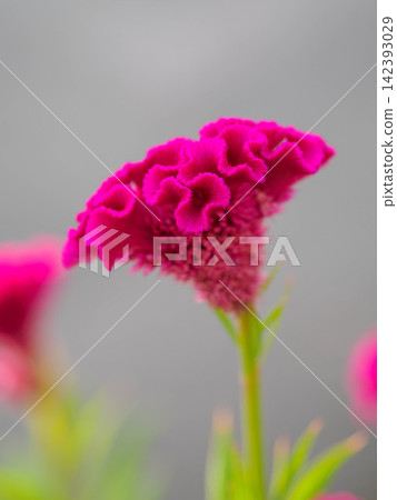 Celosia flowers adorn the flowerbeds in midsummer. Celosia flowers adorn the flowerbeds in midsummer. 142393029
