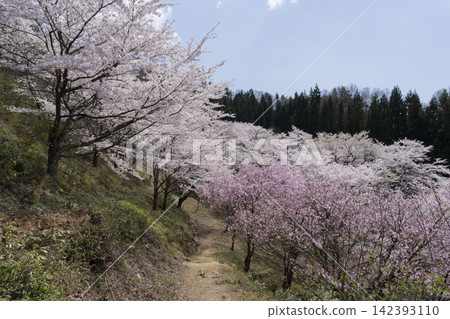 托諾伊里公園的櫻花 142393110