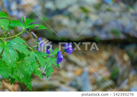 A monkshood flower in nature, its blue-violet blossoms, against a beautiful rocky background with a bokeh effect. (Copy space) A monkshood flower in nature, its blue-violet blossoms, against a beautiful rocky background with a bokeh effect. (Copy space) 142393276