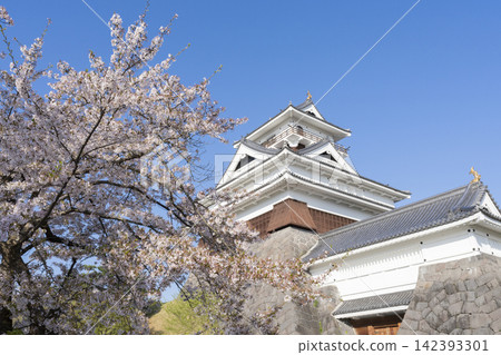 Kamiyama castle and cherry blossoms Kamiyama castle and cherry blossoms 142393301