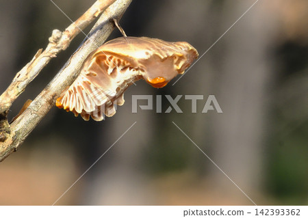 Pupa of musk Pupa of musk 142393362