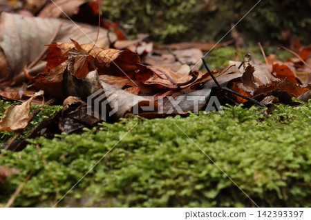 Moss and fallen leaves Moss and fallen leaves 142393397