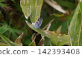 A male Small Blue butterfly perched on a leaf. 142393408