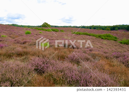 Japanese: Heath-covered hills in Ferluwessoon National Park, Netherlands Japanese: Heath-covered hills in Ferluwessoon National Park, Netherlands 142393431