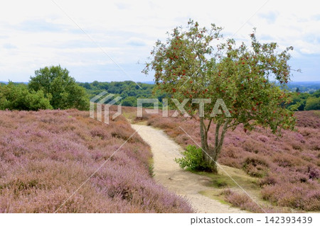 Japanese: Heath-covered hills in Ferluwessoon National Park, Netherlands 142393439