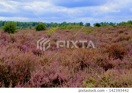 Japanese: Heath-covered hills in Ferluwessoon National Park, Netherlands 142393442