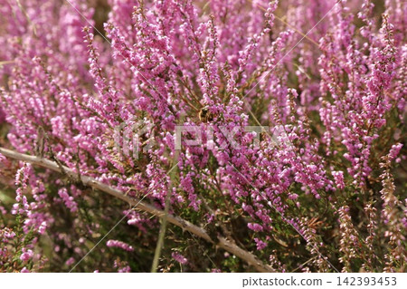 Japanese: Heath-covered hills in Ferluwessoon National Park, Netherlands Japanese: Heath-covered hills in Ferluwessoon National Park, Netherlands 142393453