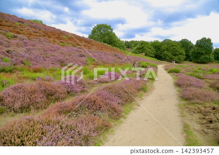 Japanese: Heath-covered hills in Ferluwessoon National Park, Netherlands Japanese: Heath-covered hills in Ferluwessoon National Park, Netherlands 142393457
