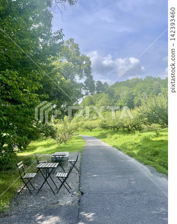 A single road through a farm, surrounded by blue skies and lush green trees. 142393460