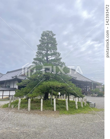 A magnificent single pine tree stands beautifully within the temple grounds. A magnificent single pine tree stands beautifully within the temple grounds. 142393472