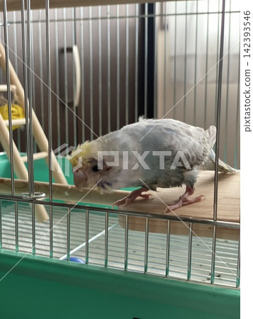 A budgie sitting cutely in its cage. A budgie sitting cutely in its cage. 142393546