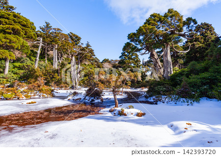 屋久島世界自然遺產:小花之江高架濕地(冬季) 屋久島世界自然遺產:小花之江高架濕地(冬季) 142393720
