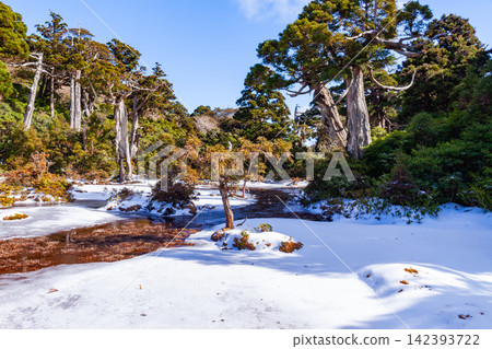 屋久島世界自然遺產:小花之江高海拔濕地(冬季) 屋久島世界自然遺產:小花之江高海拔濕地(冬季) 142393722