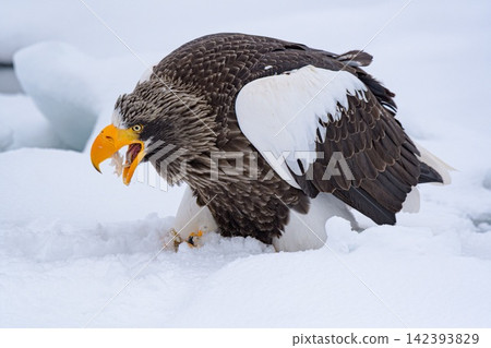Great eagle on the ice floe Great eagle on the ice floe 142393829