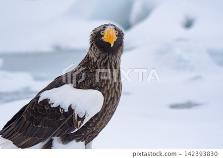 Great eagle on the ice floe Great eagle on the ice floe 142393830
