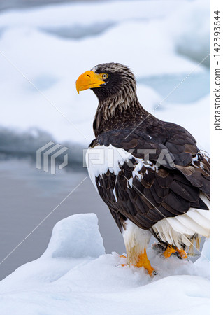 Great eagle on the ice floe Great eagle on the ice floe 142393844