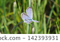 A male Blue butterfly perched on a blade of grass. 142393931