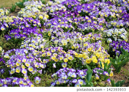 Fresh and vibrant viola flowers in a variety of colors. Fresh and vibrant viola flowers in a variety of colors. 142393933