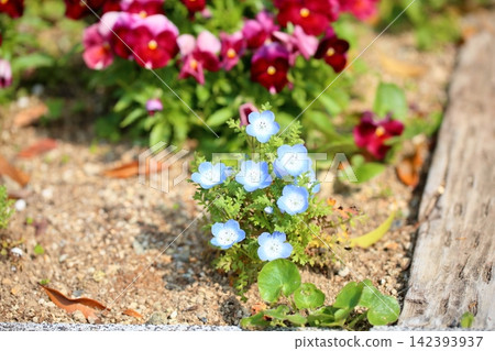 清新的粉蝶花 清新的粉蝶花 142393937