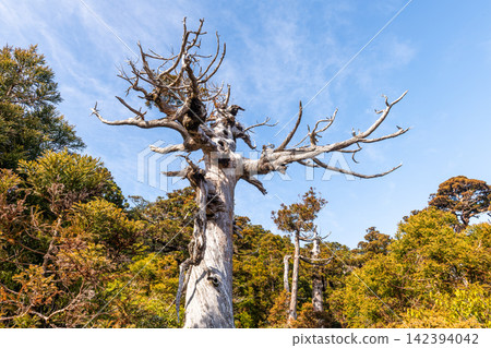 屋久島世界自然遺產:白骨樹(冬季) 屋久島世界自然遺產:白骨樹(冬季) 142394042