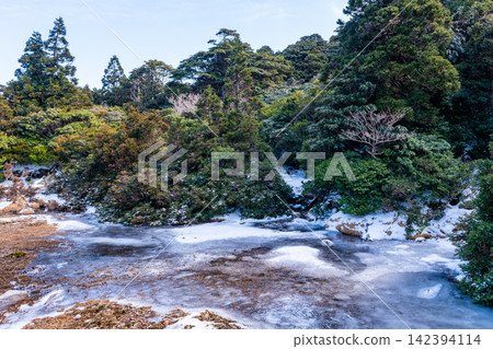 屋久島世界自然遺產:花之江高架濕地(冬季) 屋久島世界自然遺產:花之江高架濕地(冬季) 142394114