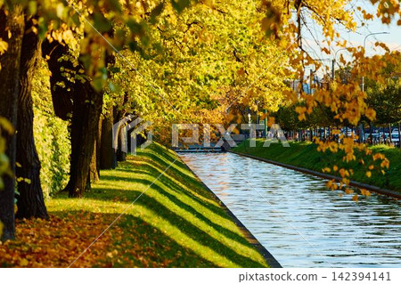 Lebyazhya kanavka embankment to the engineering palace, Trees with yellow leaves of the Summer garden in sunny autumn evening, Russia, Saint Petersburg Lebyazhya kanavka embankment to the engineering palace, Trees with yellow leaves of the Summer garden in sunny autumn evening, Russia, Saint Petersburg 142394141