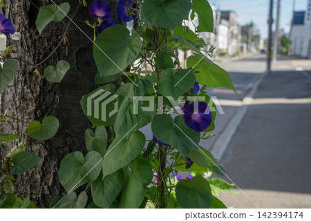 Blue flowers on the roadside Blue flowers on the roadside 142394174