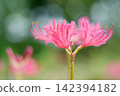 Pink lycoris flowers blooming against a green background 142394182