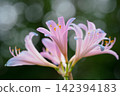 Pale pink summer daffodils blooming against a bokeh background. 142394183