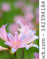 Pale pink summer daffodils blooming against a green background. 142394184