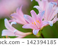 Pale pink summer daffodils bloom against a backdrop of soft green. 142394185