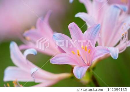 Pale pink summer daffodils bloom against a backdrop of soft green. Pale pink summer daffodils bloom against a backdrop of soft green. 142394185