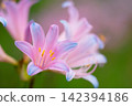 Pink summer daffodils blooming against a gentle green background. 142394186