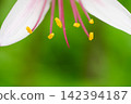 The stamens and yellow pollen of the summer daffodil stand out against the green background. 142394187