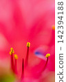 The stamens of the lycoris flower and the yellow pollen stand out against a vibrant pink background. 142394188