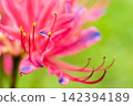 Pink lycoris flowers blooming against a vibrant green background. 142394189