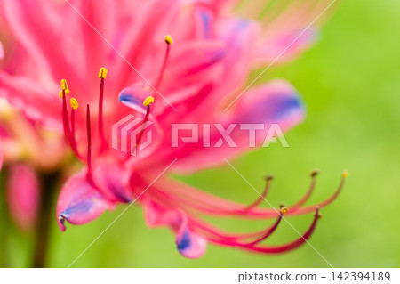 Pink lycoris flowers blooming against a vibrant green background. Pink lycoris flowers blooming against a vibrant green background. 142394189