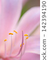 The pistil and stamens of the summer daffodil, enveloped in a pale pink hue. 142394190