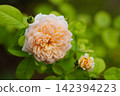 Pale apricot-colored roses blooming amidst lush greenery 142394223