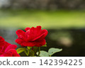 Crimson roses blooming vividly against a green background. 142394225