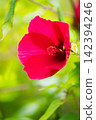 Crimson Titanbicus blooming against a vibrant green background. 142394246